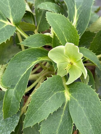 Helleborus argutifolius 2L - image 3
