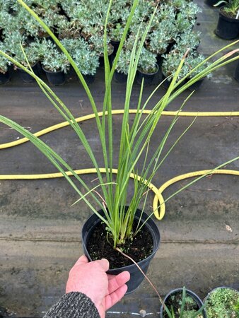 Hemerocallis 'Corky' 2L