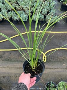 Hemerocallis 'Corky' 2L