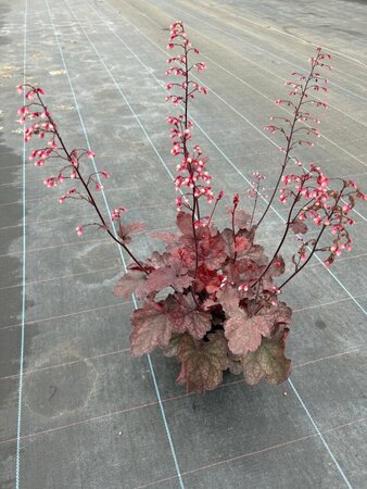 Heuchera Fire Chief 2L - image 2