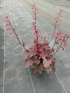 Heuchera Fire Chief 2L - image 2