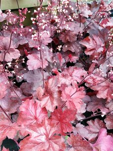 Heuchera Fire Chief 2L