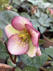 Helleborus 'Frostkiss Glenda's Gloss' 1L