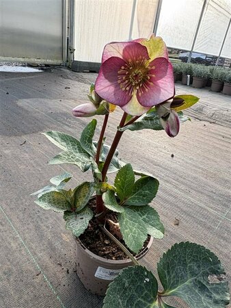 Helleborus 'Frostkiss Glenda's Gloss' 1L - image 3