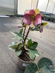 Helleborus 'Frostkiss Glenda's Gloss' 1L - image 3