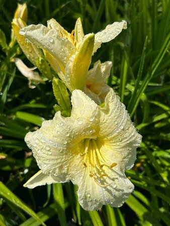 Hemerocallis 'Joan Senior' 2L - image 1