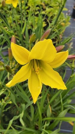 Hemerocallis 'Lemon Bells' 2L