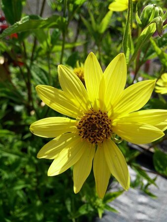 Helianthus 'Lemon Queen' 3L - image 2