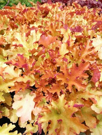 Heuchera 'Marmalade' 2L - image 1