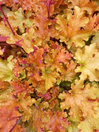 Heuchera 'Marmalade' 2L - image 2