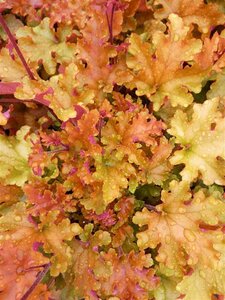 Heuchera 'Marmalade' 2L - image 2
