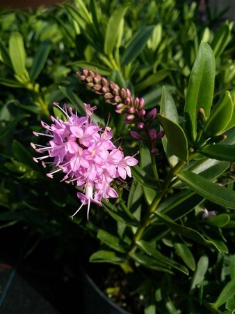 Hebe 'Mette' 2L - image 1