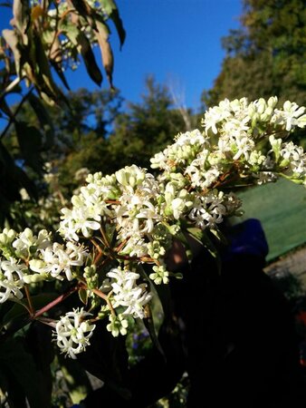 Heptacodium miconioides 175-200 Wire RB - image 1