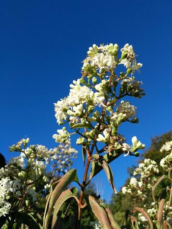 Heptacodium miconioides 175-200 Wire RB - image 2