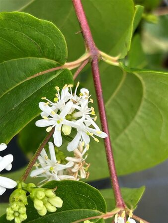 Heptacodium miconioides 100-125 Root Ball - image 3