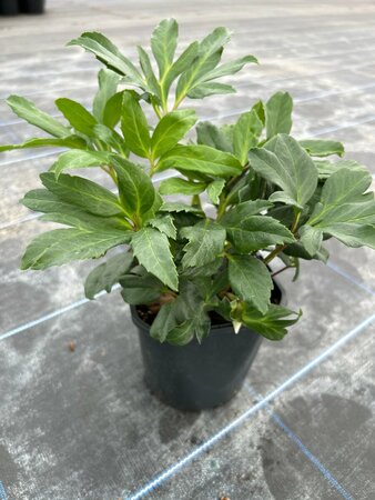 Helleborus niger 2L - image 2