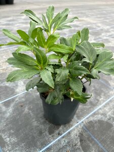 Helleborus niger 2L - image 2