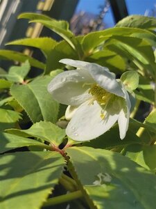 Helleborus niger 2L - image 1