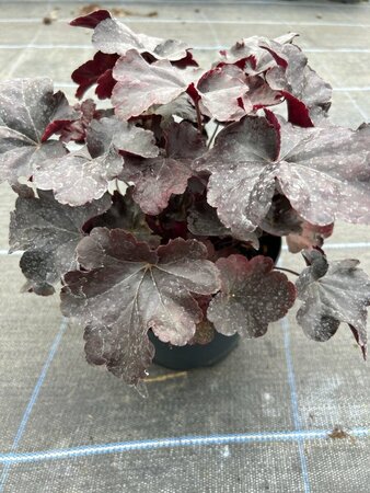 Heuchera 'Obsidian' 2L - image 2