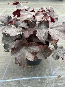 Heuchera 'Obsidian' 2L - image 2
