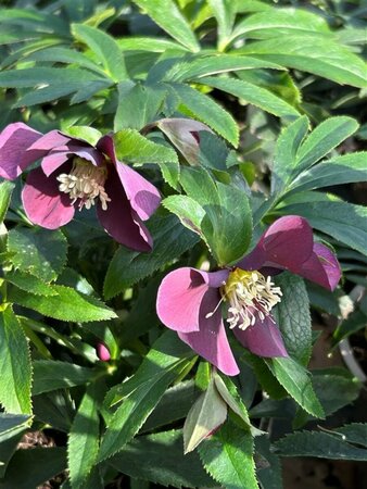 Helleborus orientalis 2L - image 3