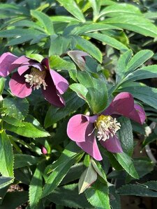 Helleborus orientalis 2L - image 3