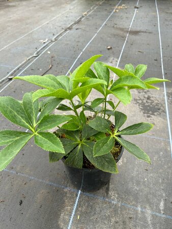 Helleborus orientalis 2L - image 4
