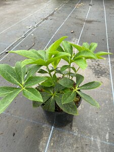 Helleborus orientalis 2L - image 4