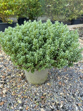 Hebe pinguifolia 'Sutherlandii' 5L