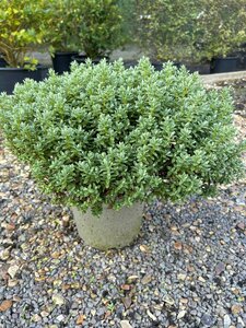 Hebe pinguifolia 'Sutherlandii' 5L