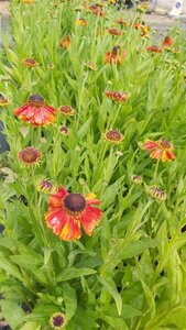Helenium 'Sahin's Early Flowerer' 2L - image 4