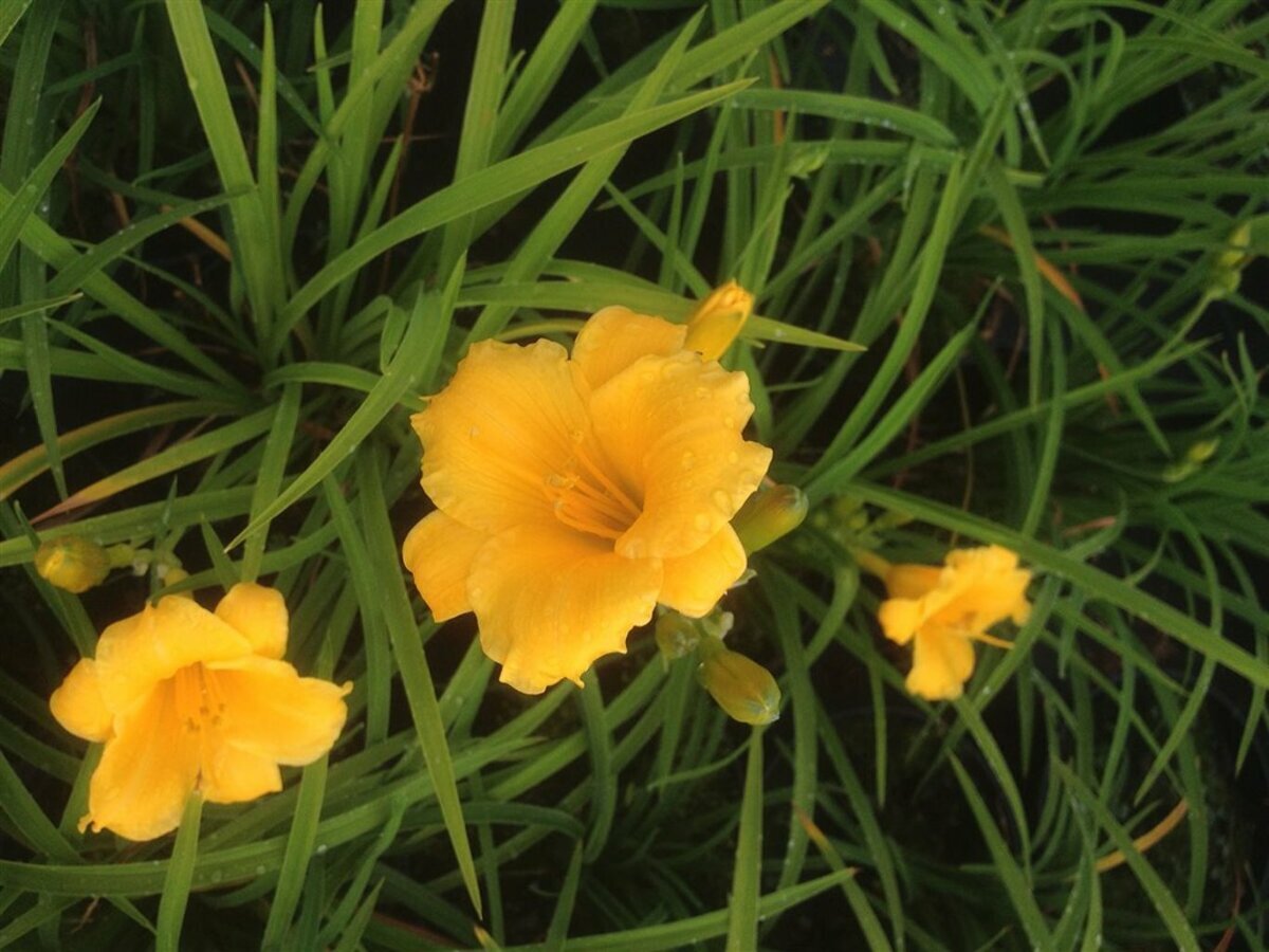 houseonthehill yellowflower ロンティ 80サイズ Hemerocallis Stella De Oro 2L - Van Arnhem Nursery