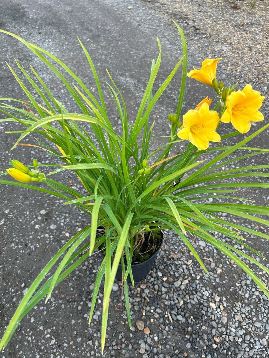 Hemerocallis Stella De Oro 2L - Van Arnhem Nursery