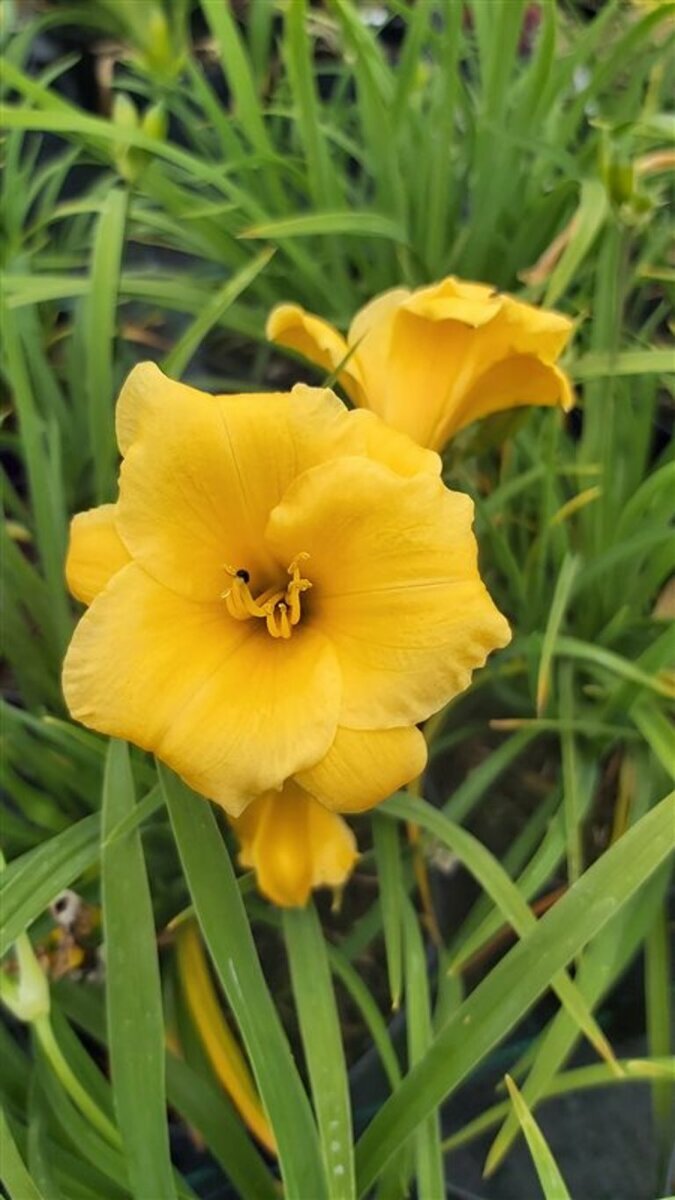 Hemerocallis Stella De Oro 2L - Van Arnhem Nursery
