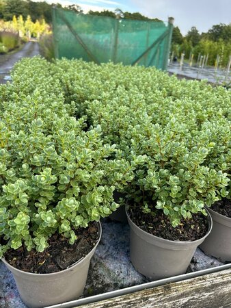 Hebe topiaria 2L
