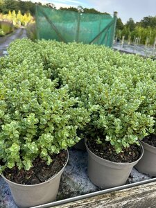 Hebe topiaria 2L
