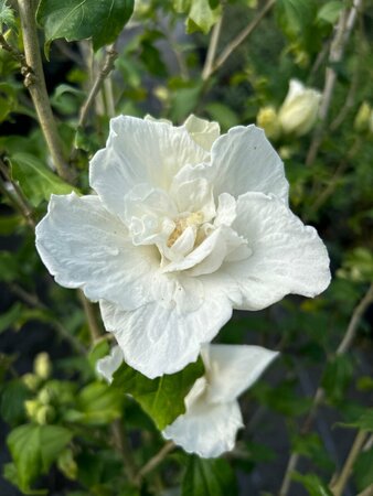 Hibiscus syr. White Chiffon 100-125 25L - image 1