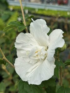 Hibiscus syr. White Chiffon 70-80 Root Ball