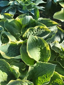 Hosta 'Christmas Tree' 2L
