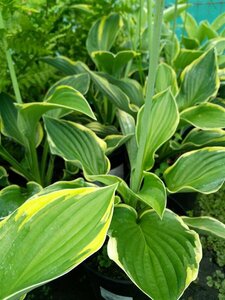 Hosta fortunei Aureomarginata 2L