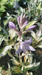 Hosta 'Fire and Ice' 2L