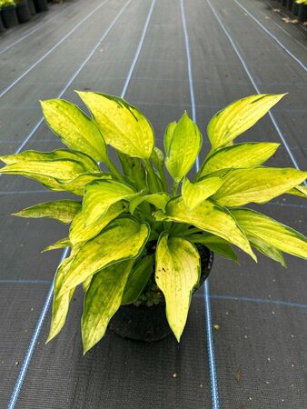 Hosta 'Gold Standard' 2L - image 3