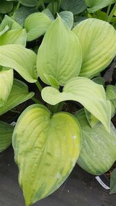 Hosta 'Guacamole' 2L - image 1