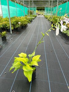 Hosta 'Guacamole' 2L - image 2