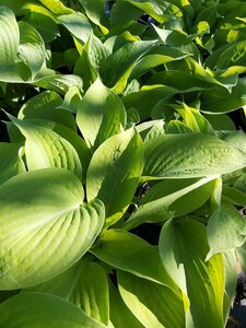 Hosta 'Golden Waffles' 2L