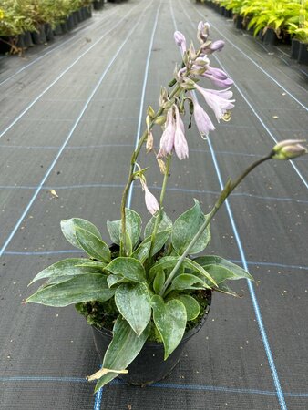 Hosta 'Halcyon' 2L - image 3