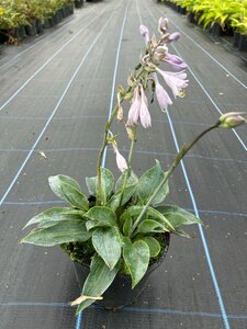 Hosta 'Halcyon' 2L - image 3