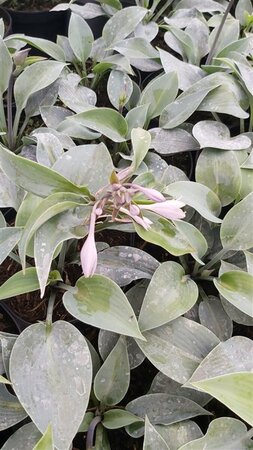 Hosta 'Halcyon' 2L - image 1