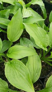 Hosta 'Royal Standard' 2L
