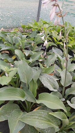 Hosta 'T-Rex' 2L